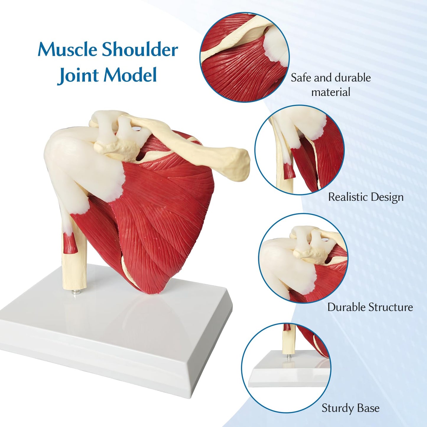 JNMFTD Muscled Shoulder Joint Model, 1:1 Life Size Human Body Right Shoulder Scapula Anatomy Model with Ligaments Joint Bone with 3D Removable Base Product Manual for Medical Educational Training