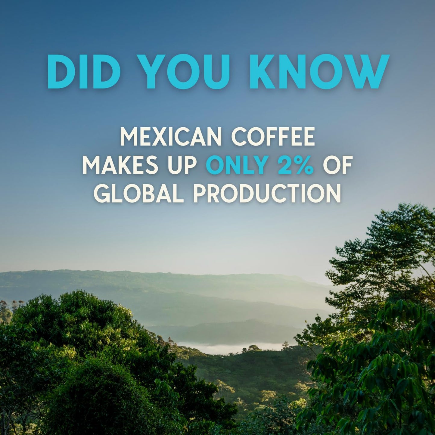 RICA Cold Brew | Mexican Single Origin Dark Roast Coffee From Chiapas | Ready To Drink Black Cold Brew Coffee With 250mg Natural Caffeine | Unsweetened, Low Acid, Shelf Stable 12oz Cans (12 Pack)