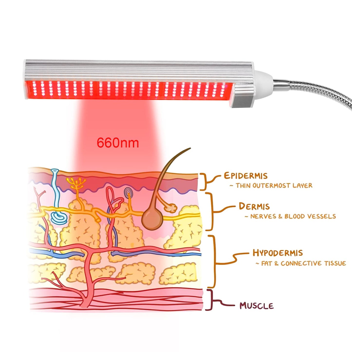 MAINENG Red Light Therapy Lamp with Timer, 660nm LED - M7666