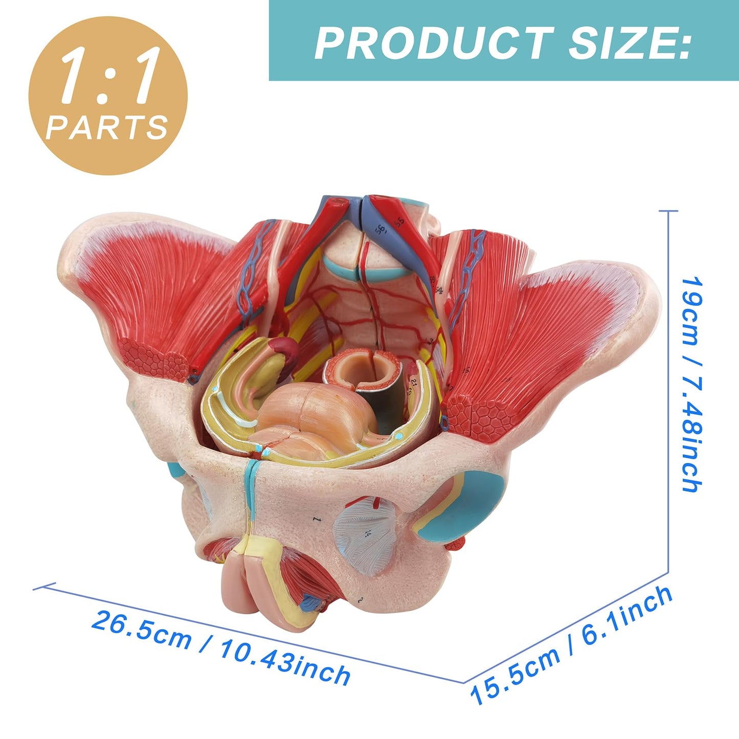 Life Size 4 Parts Human Female Pelvis Model with Pelvic Floor Muscles, Vessels Nerves & Reproductive, Removable Organs, for the teaching of physiology and hygiene in the teaching of anatomy schools