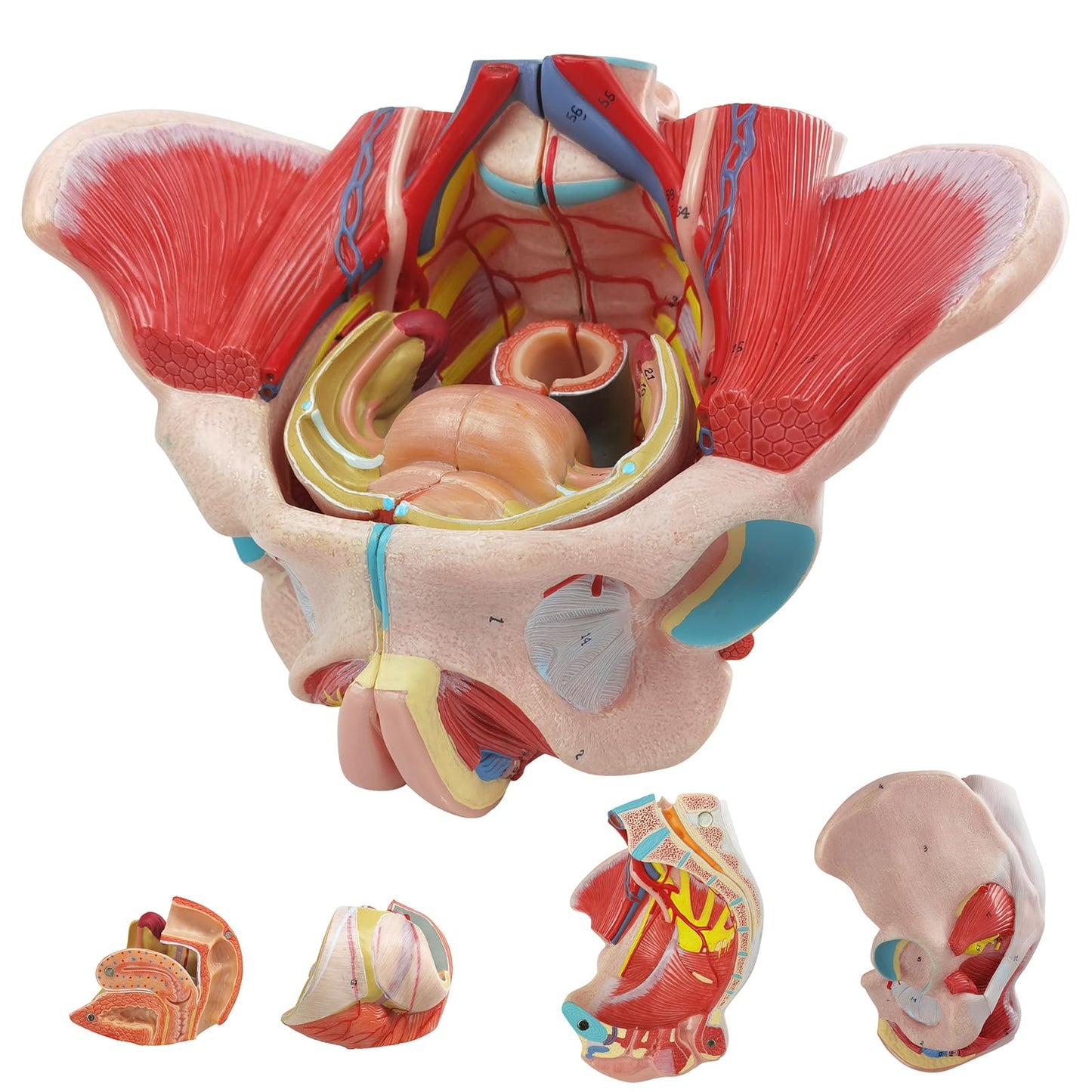 Life Size 4 Parts Human Female Pelvis Model with Pelvic Floor Muscles, Vessels Nerves & Reproductive, Removable Organs, for the teaching of physiology and hygiene in the teaching of anatomy schools
