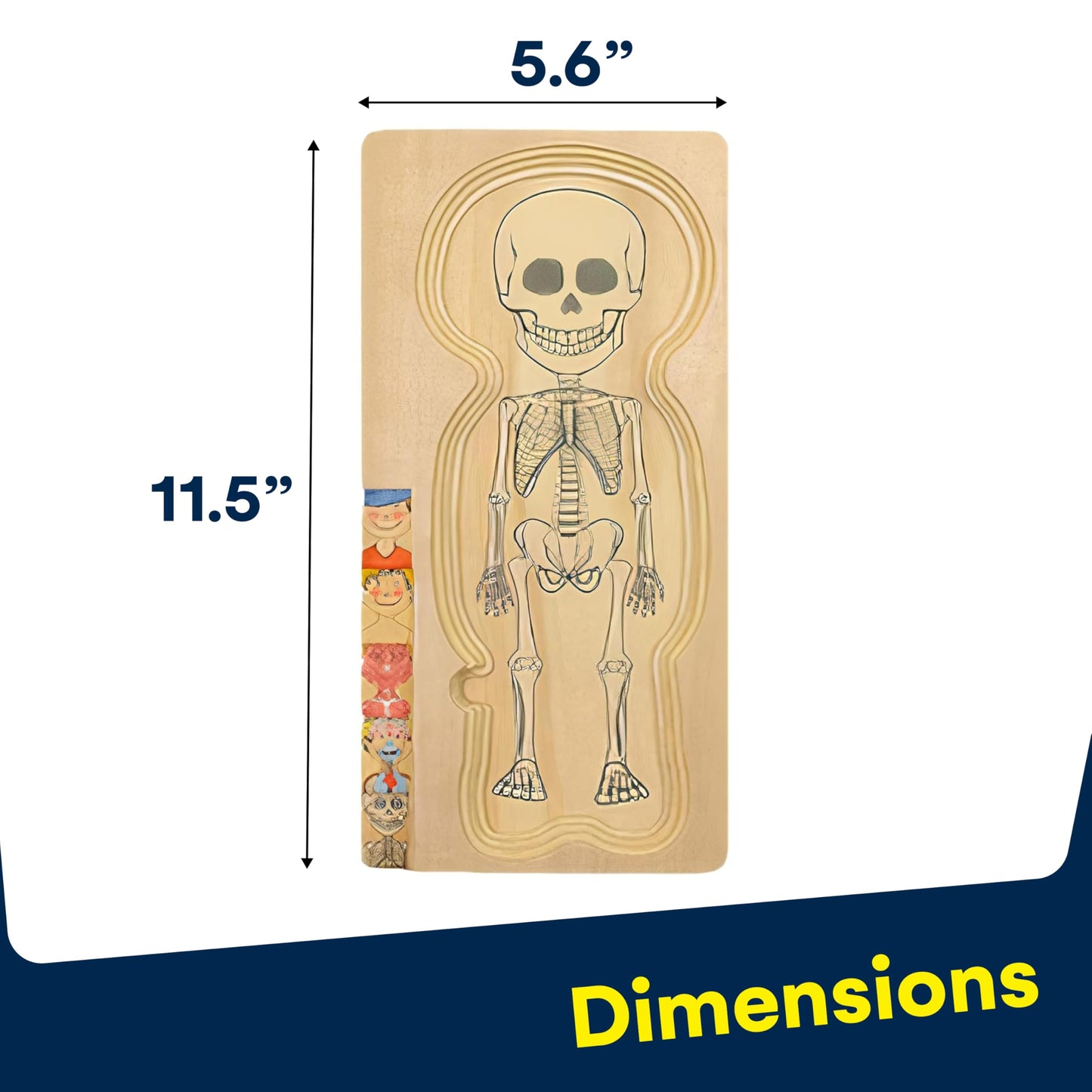 Kidzlane Wooden Human Body Puzzle for Kids and Toddlers | 29 Piece Boys Anatomy Play Set | Skeleton Toy for Ages 3+
