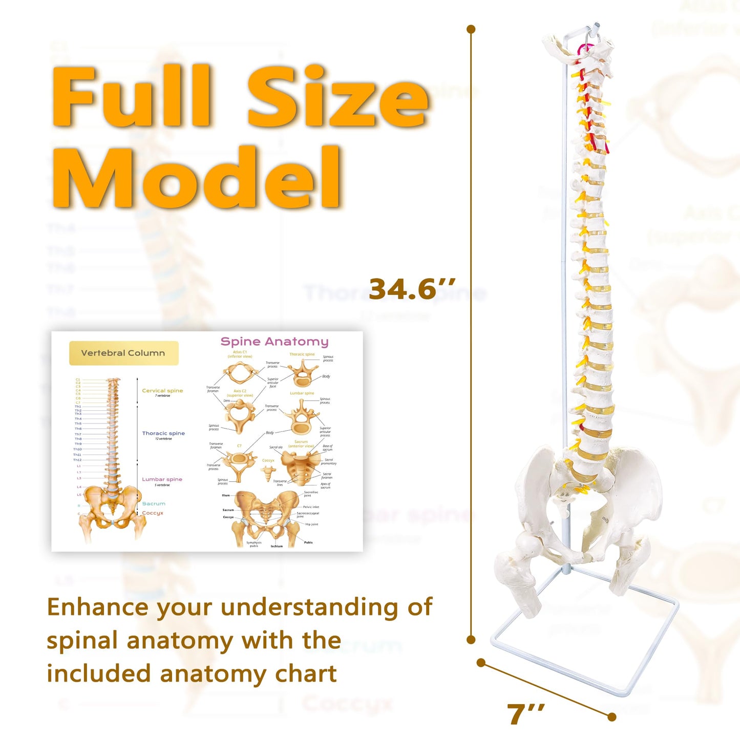 Koretech Spine Model Life Size 34.6" Height, Spine Flexible with Vertebrae, Nerves, Arteries, Lumbar Column and Male Pelvis, Anatomy Model for Science Education (Life Size)