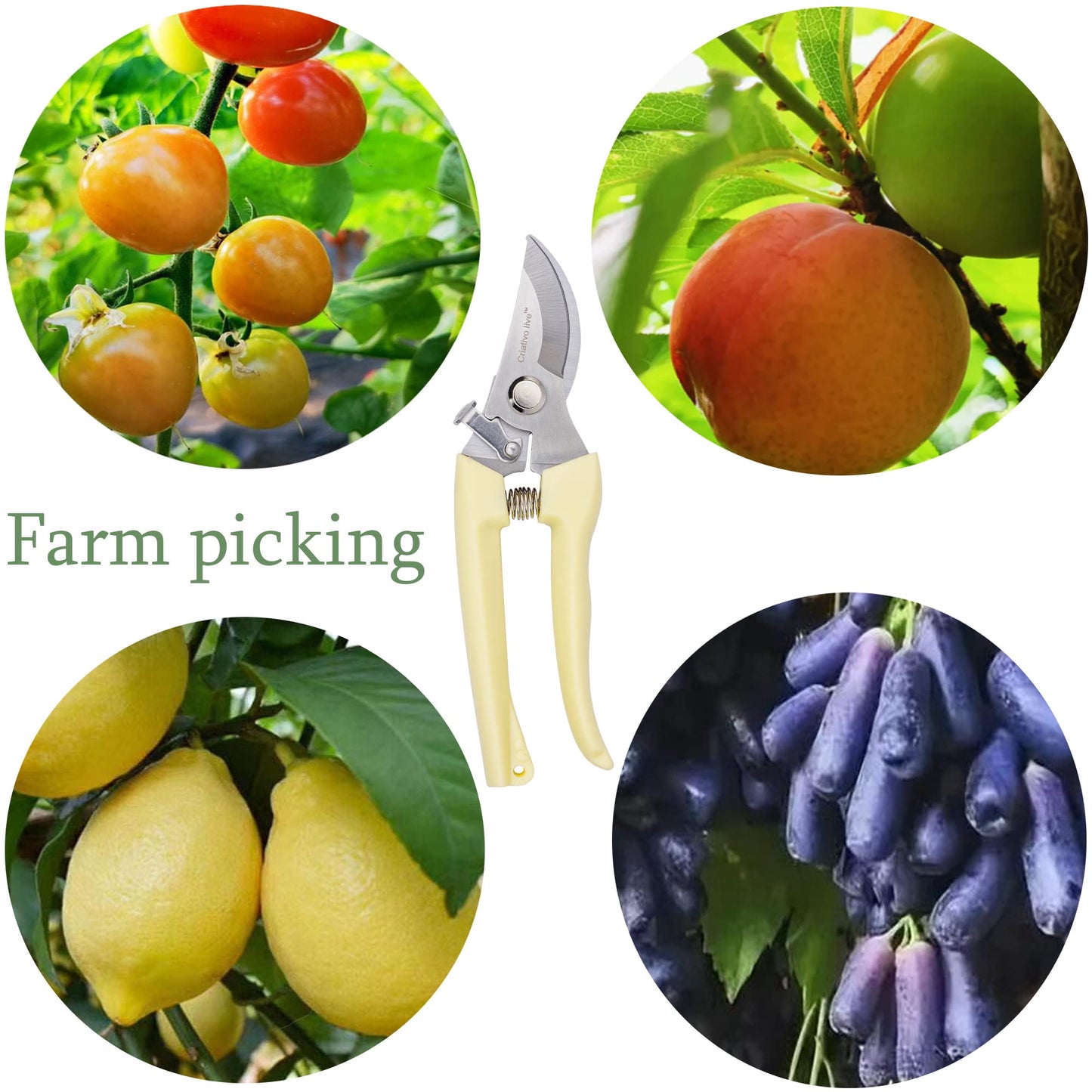 Criativo Live 14-Pack Gardening Scissors,Pruning Shear, Florist Scissors for home and gardening