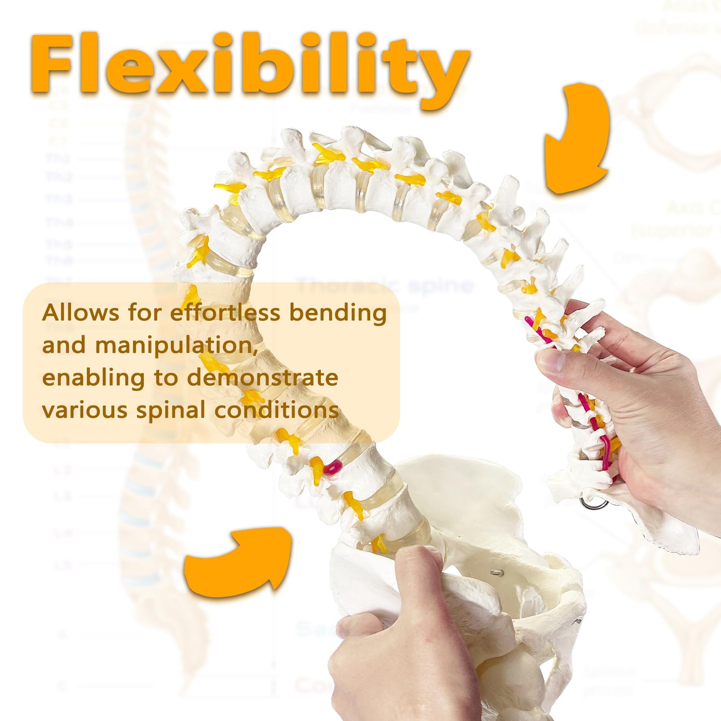 Koretech Spine Model Life Size 34.6" Height, Spine Flexible with Vertebrae, Nerves, Arteries, Lumbar Column and Male Pelvis, Anatomy Model for Science Education (Life Size)