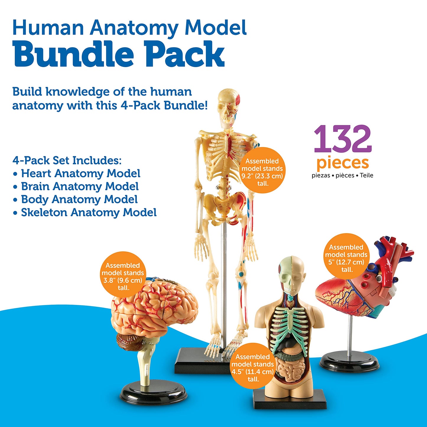Learning Resources Anatomy Models Bundle Set, Brain, Body, Heart, Skeleton, Classroom Demonstration Tools, Teacher Accessories, Grades 8+, Ages 3+
