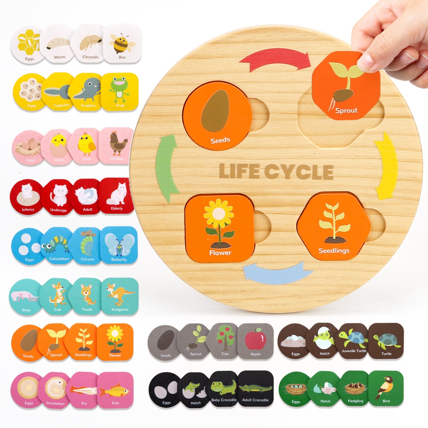 Woodtoe Life Cycle Toys for Kids, 12 Themes Montessori Preschool Science Center Materials, Wooden STEM Educational Toys for Toddlers, Learning Game Travel Gift for Boys Girls Age 3-6