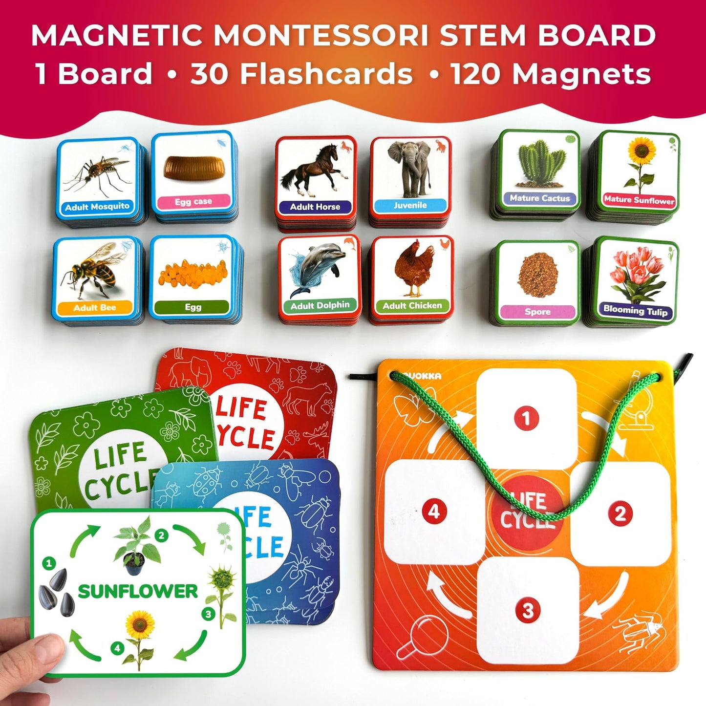 Quokka Life Cycle Kit Toy Montessori - 30 Flash Cards Toddler Science Activities for Kids Ages 3-4 - Prek Animal Learning Materials 3-5 - 120 Magnetic Homeschooling Supplies for Preschool