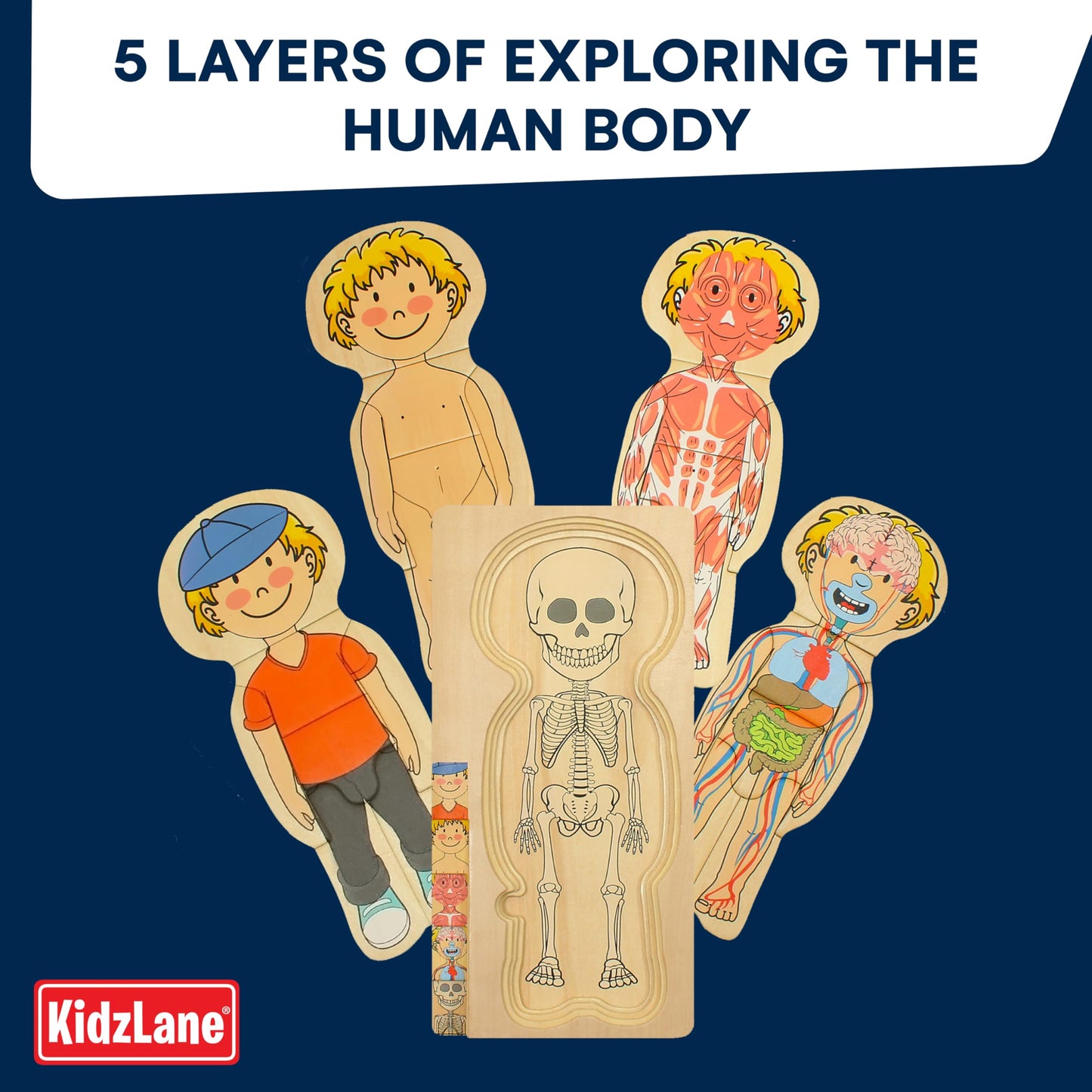 Kidzlane Wooden Human Body Puzzle for Kids and Toddlers | 29 Piece Boys Anatomy Play Set | Skeleton Toy for Ages 3+