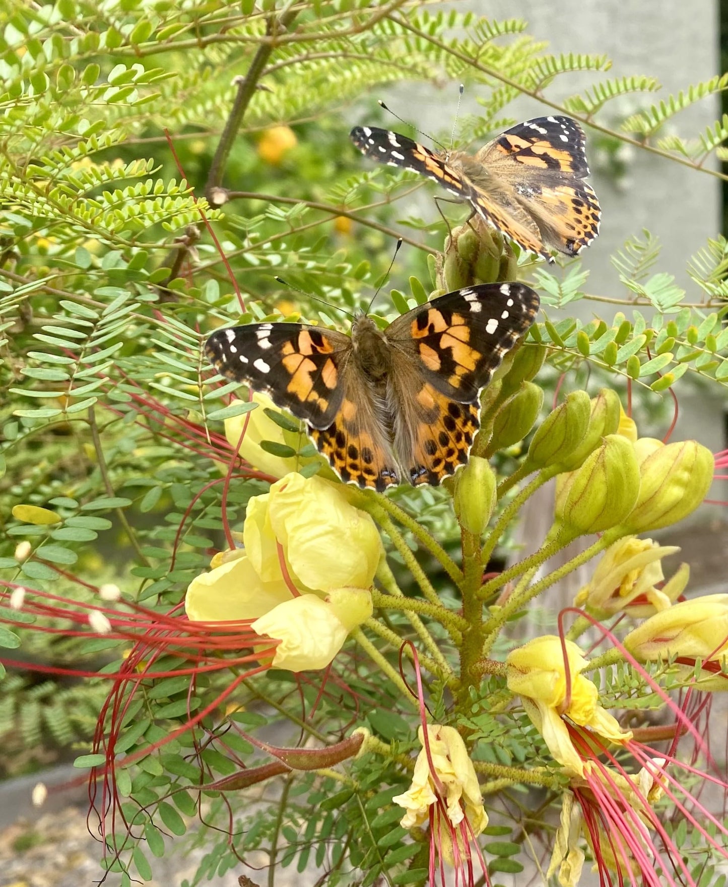 Insect Lore Butterfly Garden | 10 Live Baby Caterpillars | Habitat, Feeder, Chrys-A-Lid Logs, STEM Journal Included | Raise and Release Painted Lady Butterflies