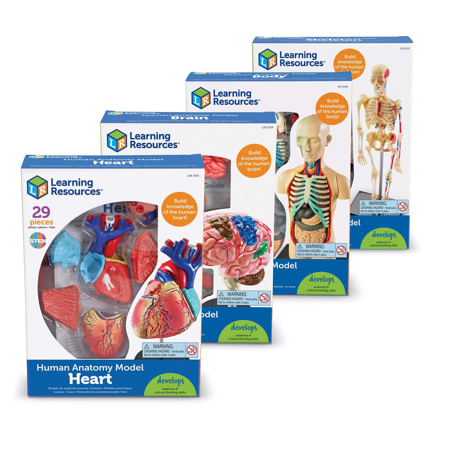 Learning Resources Anatomy Models Bundle Set, Brain, Body, Heart, Skeleton, Classroom Demonstration Tools, Teacher Accessories, Grades 8+, Ages 3+