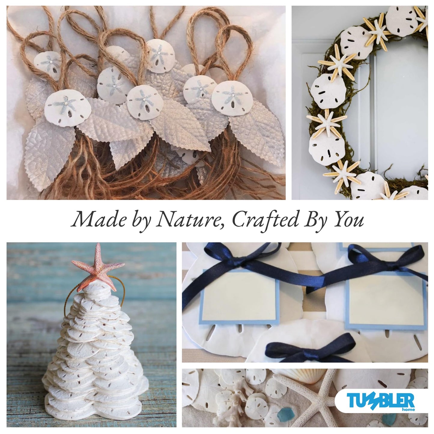 Tumbler Home White Sand Dollars 2" to 2.25" Set of 24 - Wedding Seashell Craft Sand Dollars- Hand Picked and Professionally Packed