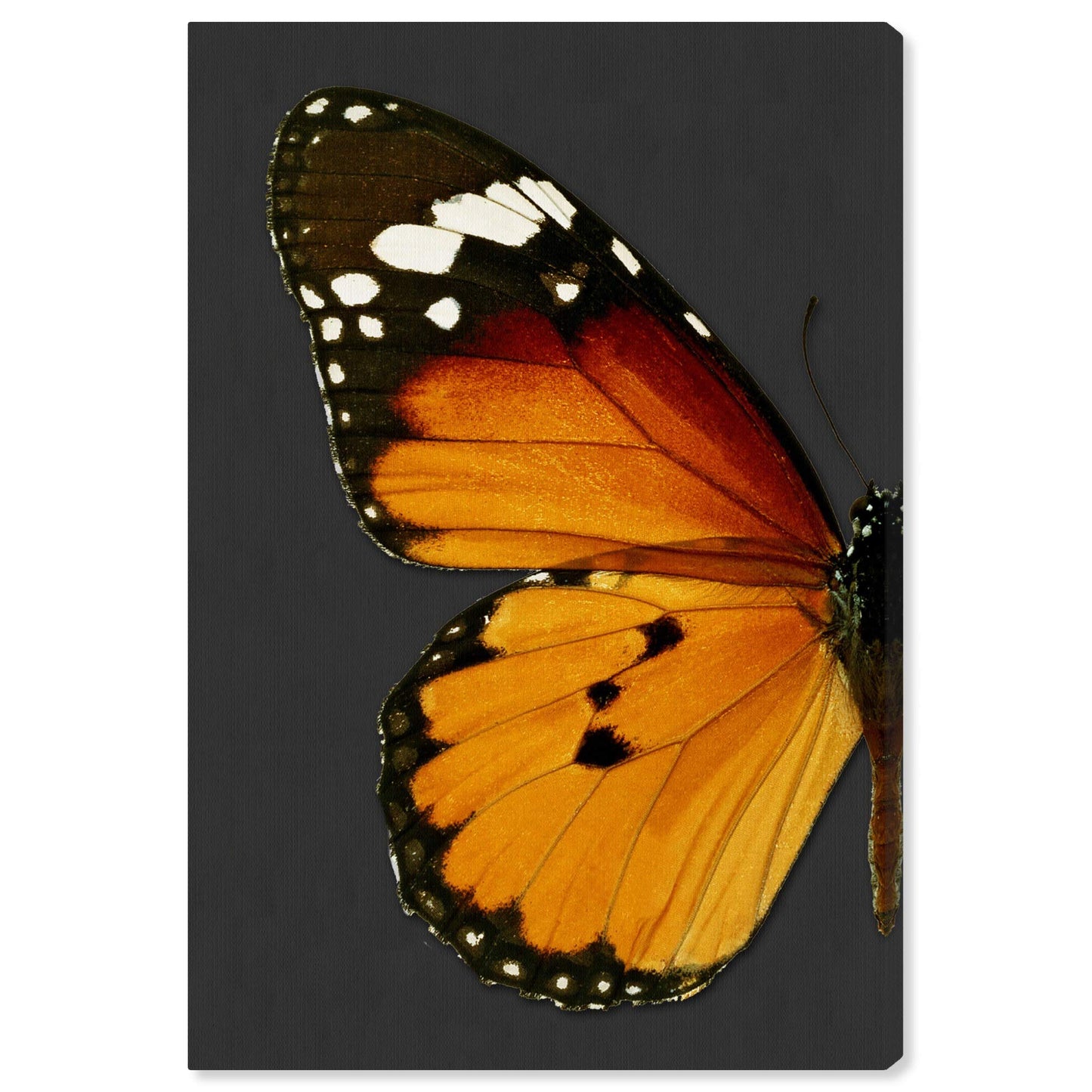The Oliver Gal Artist Co. Animals Wall Art Canvas Prints 'Monarch and Gray Butterfly I' Insects Home Décor, 16" x 24", Orange, Black