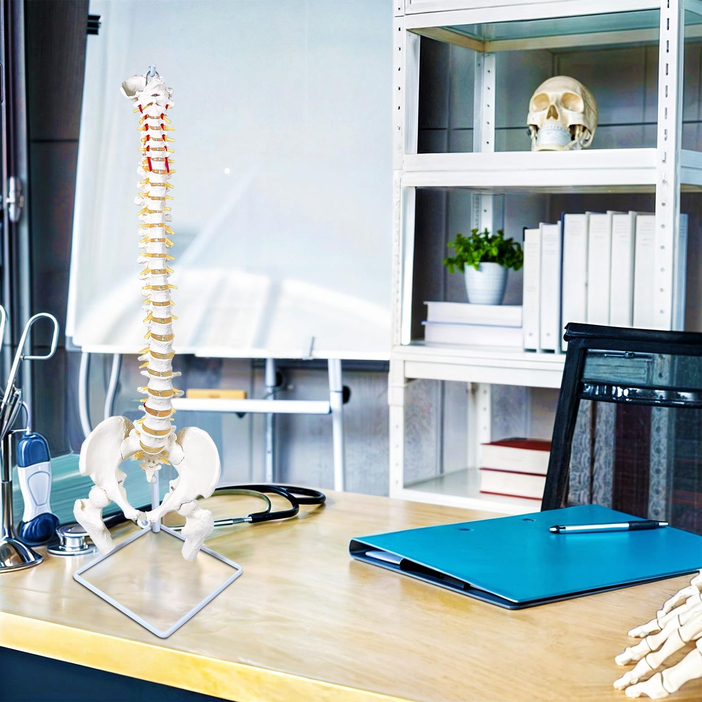 Koretech Spine Model Life Size 34.6" Height, Spine Flexible with Vertebrae, Nerves, Arteries, Lumbar Column and Male Pelvis, Anatomy Model for Science Education (Life Size)