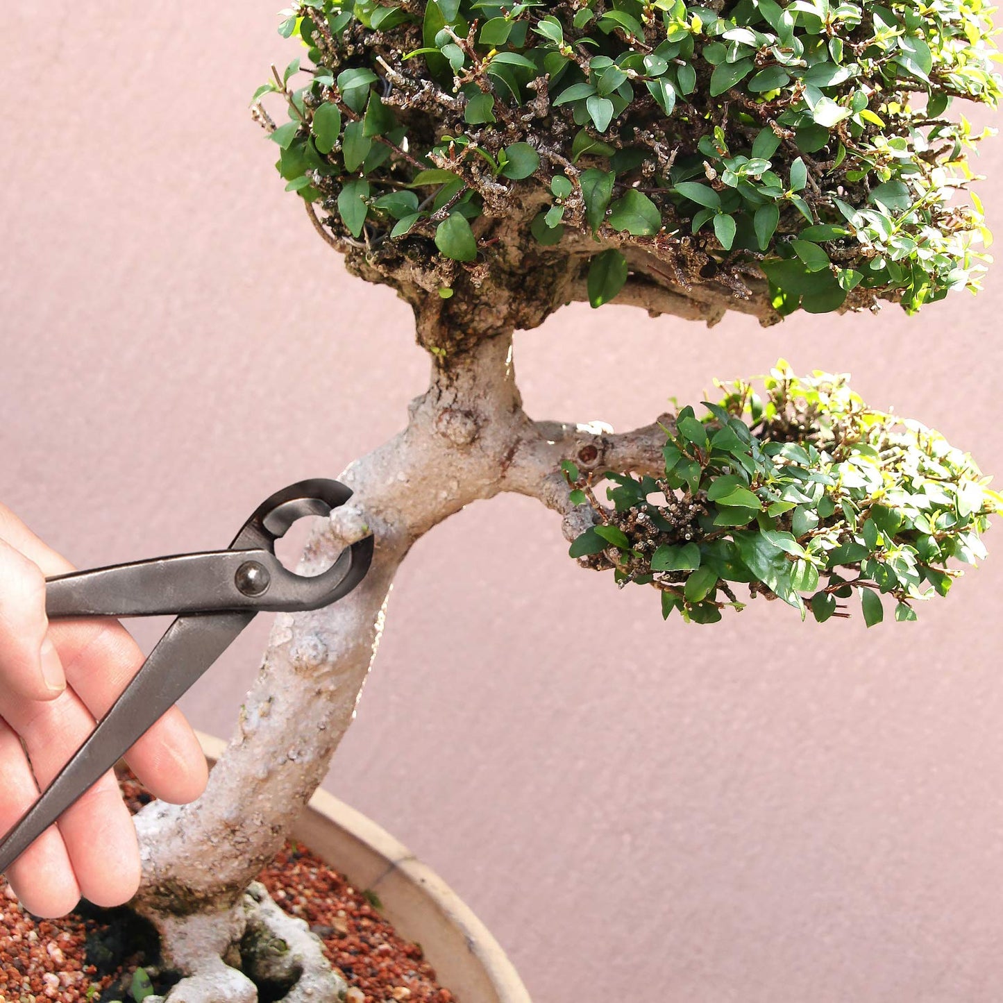 BambooMN Bonsai Tool Kit - 8" Concave Cutter & 8" Knob Cutter - 1 Set