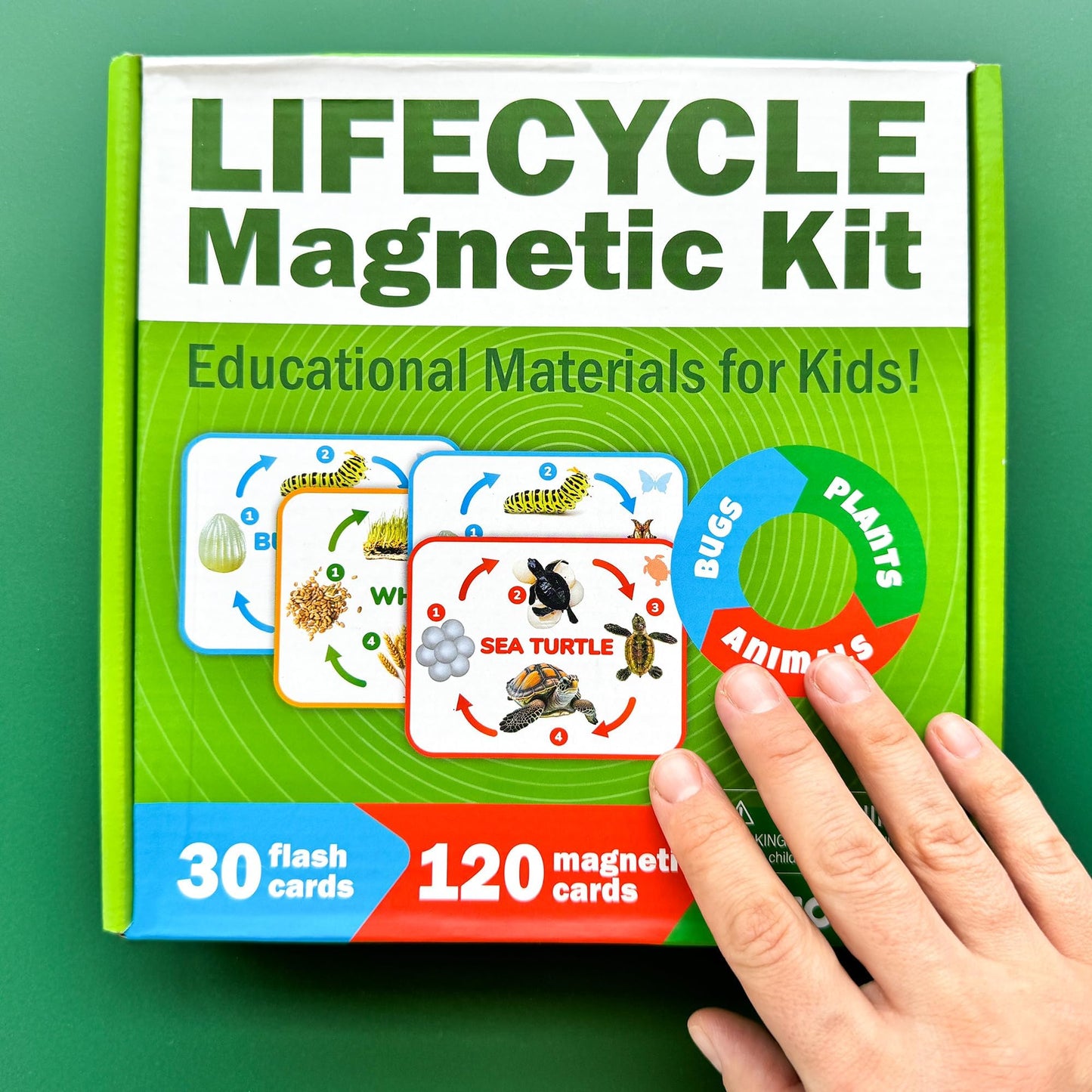 Quokka Life Cycle Kit Toy Montessori - 30 Flash Cards Toddler Science Activities for Kids Ages 3-4 - Prek Animal Learning Materials 3-5 - 120 Magnetic Homeschooling Supplies for Preschool