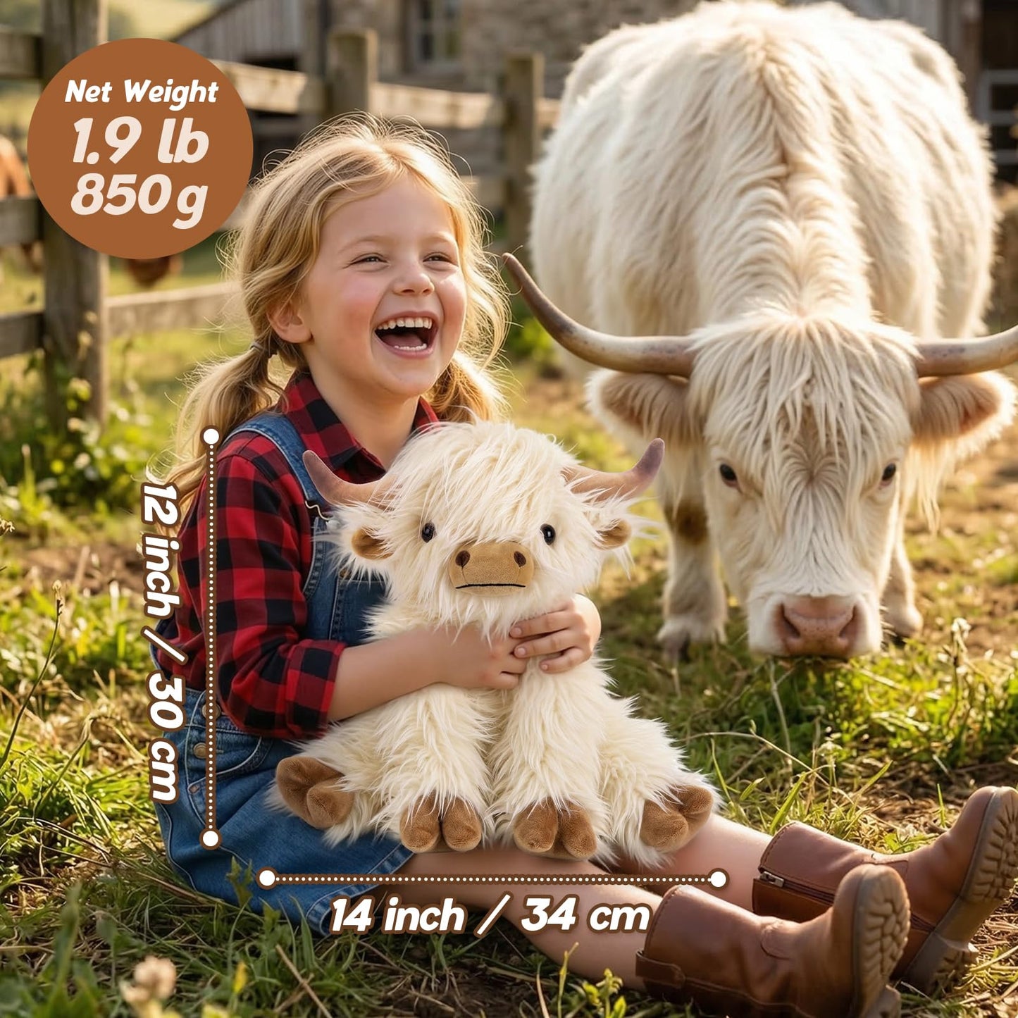 Cuckool Highland Cow