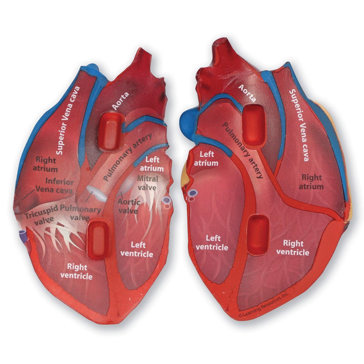 Learning Resources LER1902 Cross-Section Human Heart Model