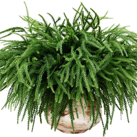 100 Pcs Christmas Norfolk Pine Branches, Christmas Greenery Stems, Artificial Pine Branches DIY Crafts Faux for Xmas Wreath Garland Indoor Outdoor Home Kitchen Garden Holiday Accessories Decor