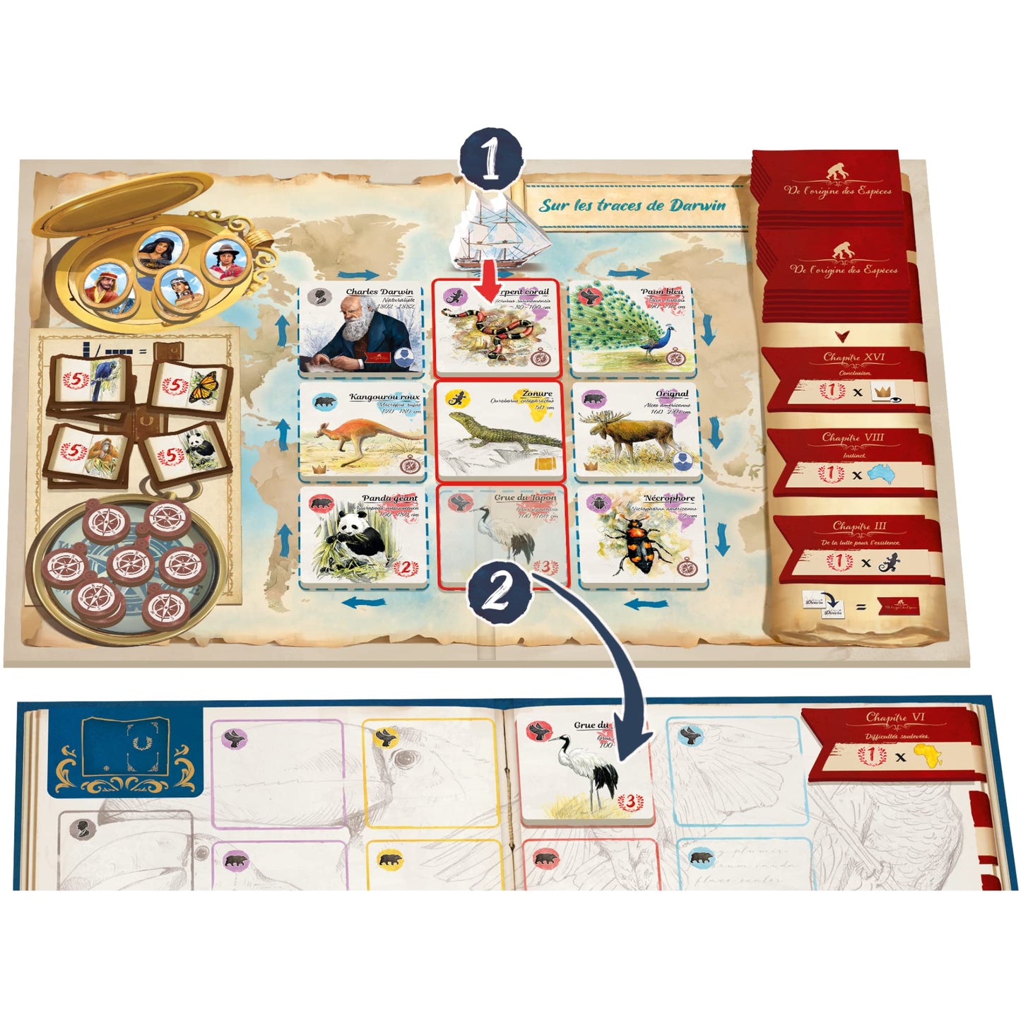 in The Footsteps of Darwin | Mensa Select Winner | Tile Laying Board Game | Ages 8+ | 2 to 5 Players | 30 Minutes