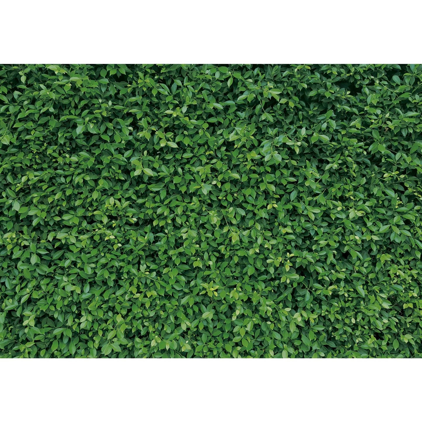 Msocio 10x8ft Polyester Spring Greenery Leaves Grass Nature Photography Backdrop Green Grass Background for Birthday Wedding Safari Dinosaur Baby Shower Party Decorations Banner Portrait Photo Booth