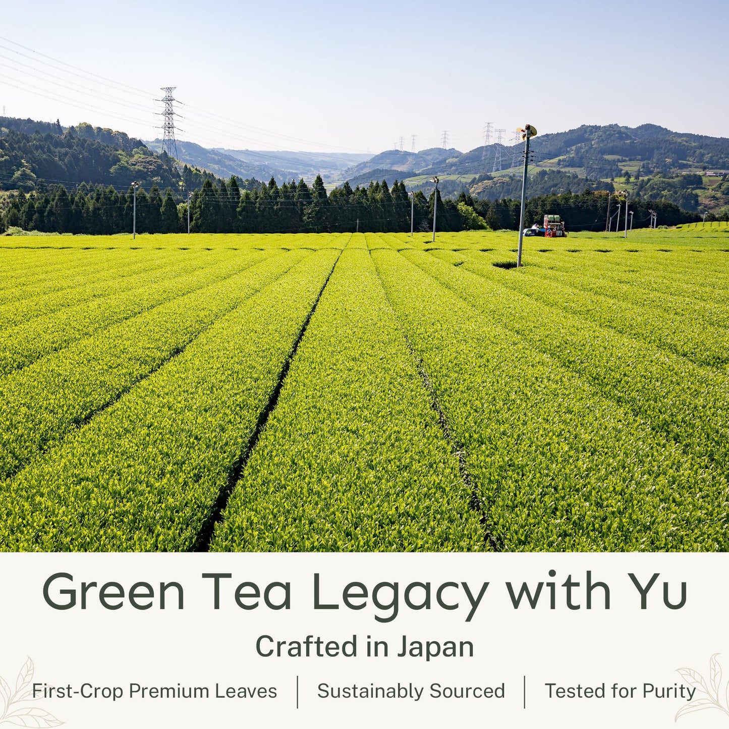 Yu Tea Decaf Organic Sencha Green Tea Powder, 100 Servings | Rich in Antioxidants, EGCG, & L-Theanine | Pure Japanese First Harvest Leaf | Caffeine-Free & Unsweetened | Resealable Pouch, 2.65 oz