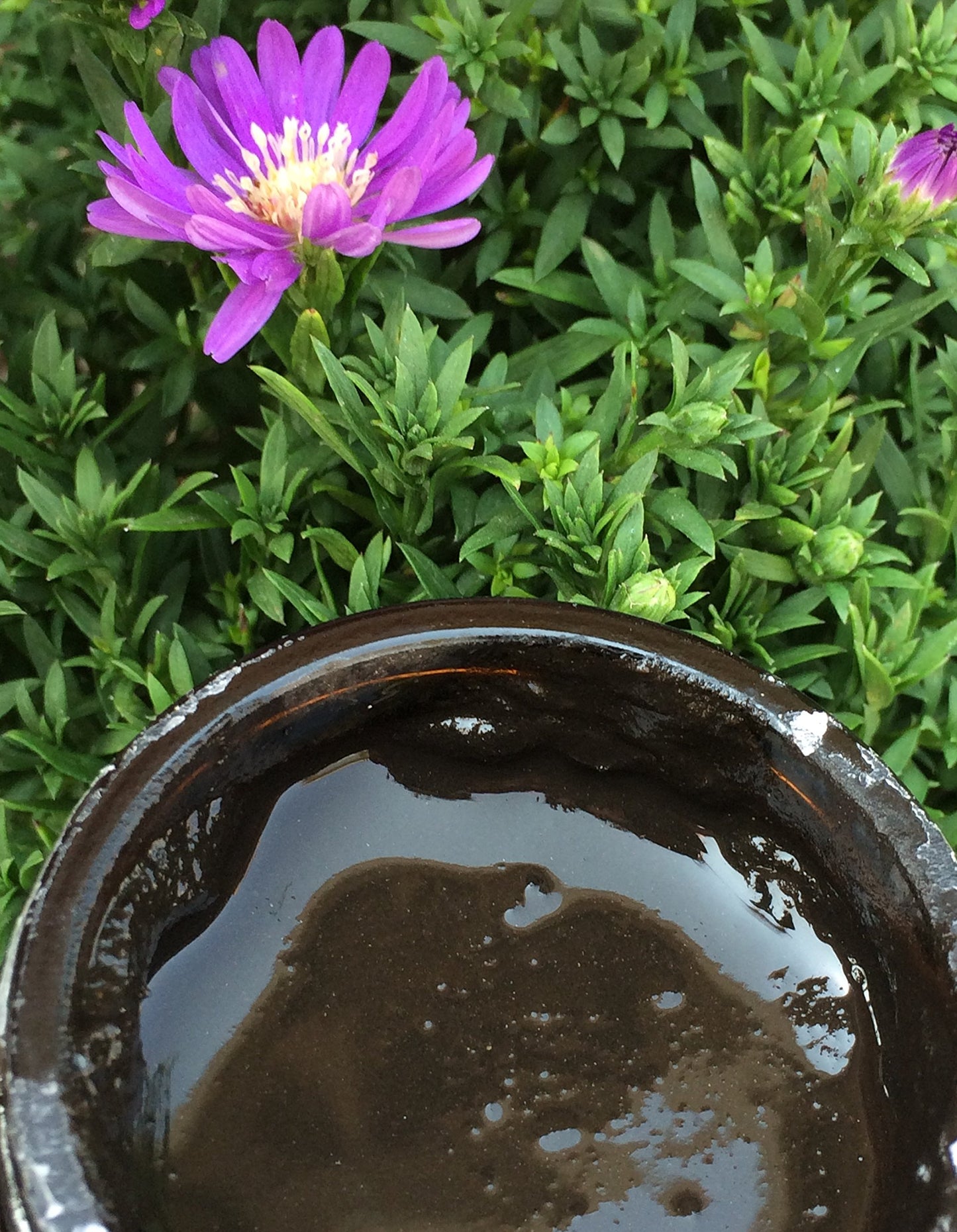 Schizandu Organics Mud Mask Stimulating 100% Natural Facial Moor Mud Mask | 4 oz. Jar | Use Daily for Cleansing, Detoxification, Hydration, and Cellular Regeneration with Fulvic Acid