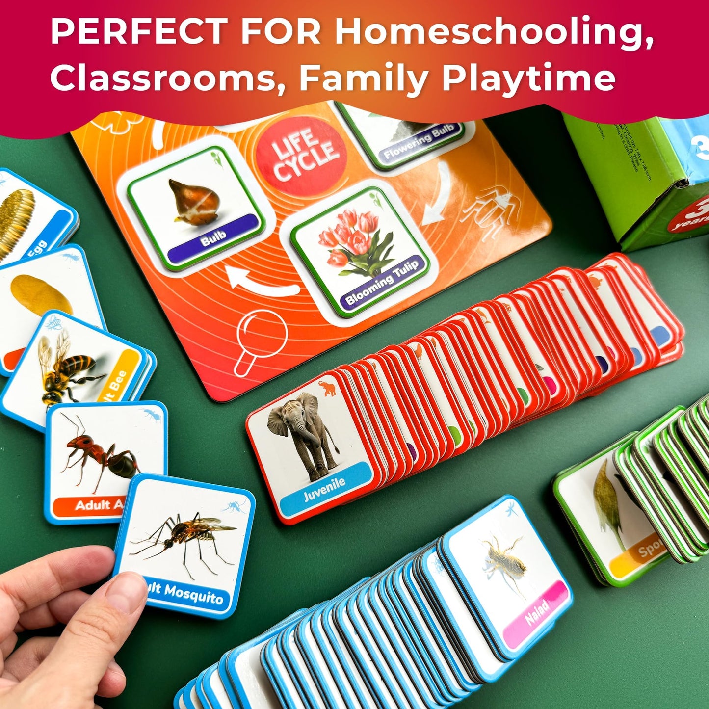 Quokka Life Cycle Kit Toy Montessori - 30 Flash Cards Toddler Science Activities for Kids Ages 3-4 - Prek Animal Learning Materials 3-5 - 120 Magnetic Homeschooling Supplies for Preschool